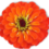 Judy Huey DDS, PC logo - small flower